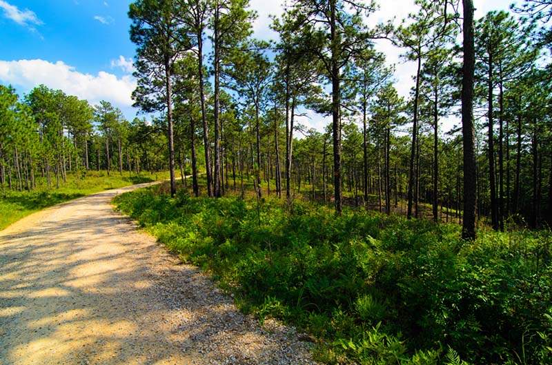 Oakmulgee Division, Talladega National Forest Visit West Alabama